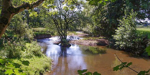 Small river flowing through woodland