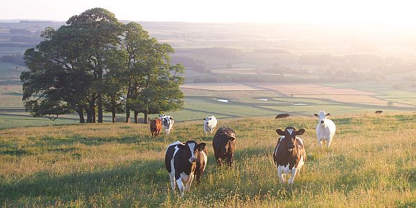 Group of cows in a field with lush grass and a big oak tree, surrounded by rolling hills, illuminated by warn sunlight