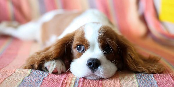 Cute, small dog with long ears lying on a rug