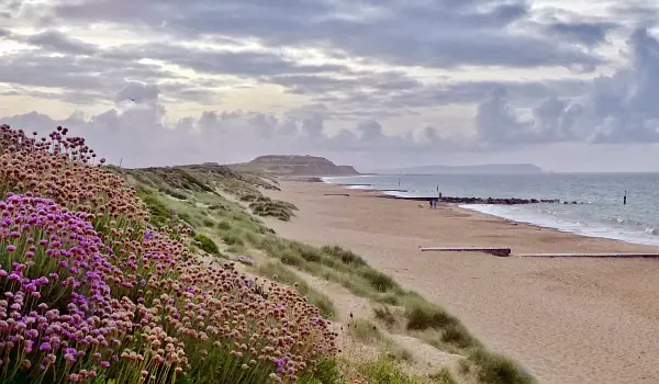 Swaths of pink flowers growing on the cliffs along the Bournemouth coast